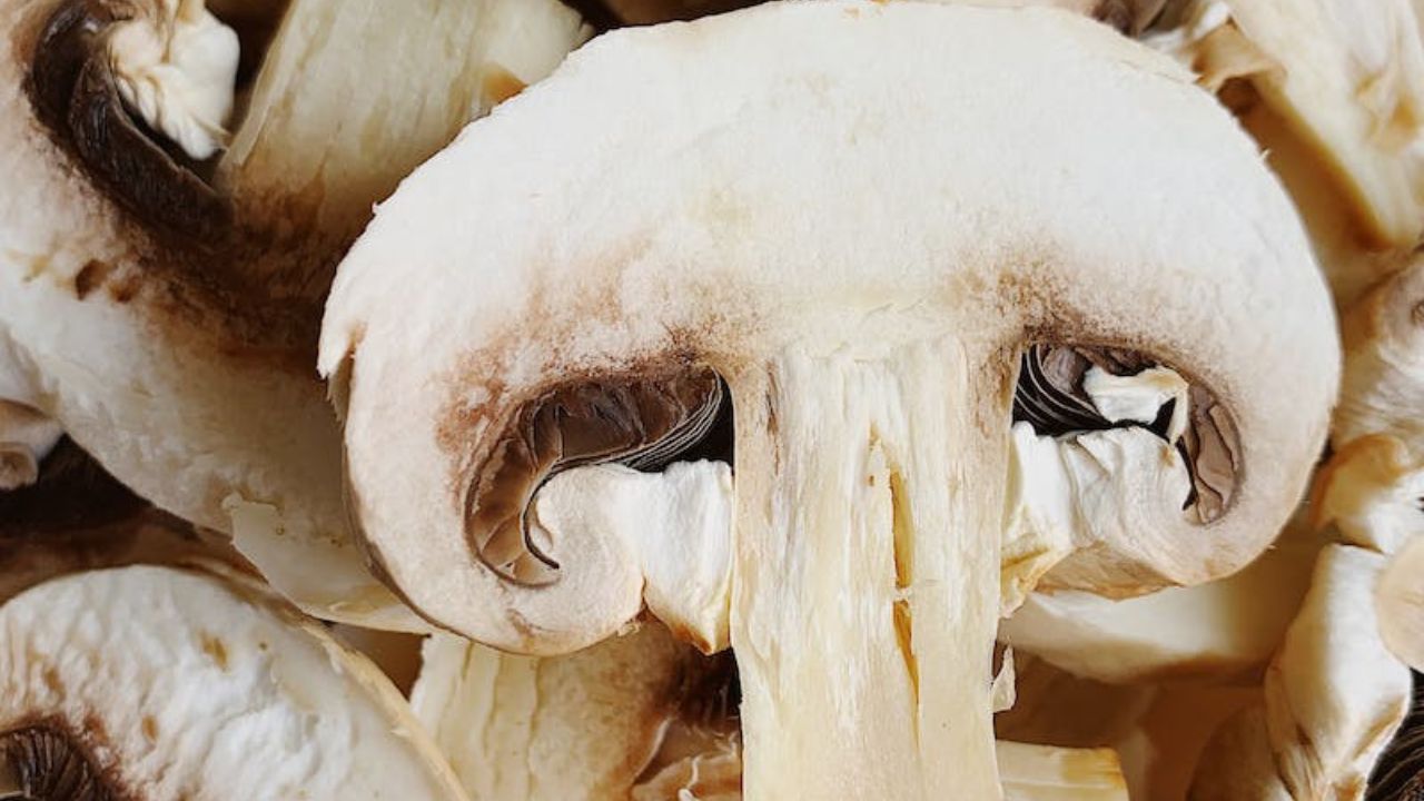 Can You Freeze Mushrooms My Family Pride   Mushrooms 1 