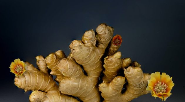 ginger on gray surface