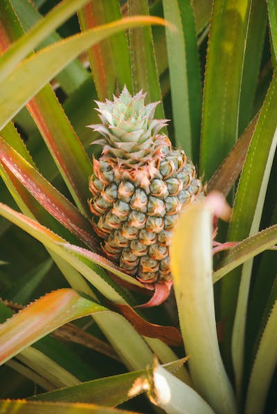 Top 10 Benefits of Pineapple Sexually For Men And Women My